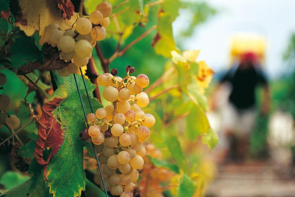 Vendanges en vue, au cœur du Lavaux.