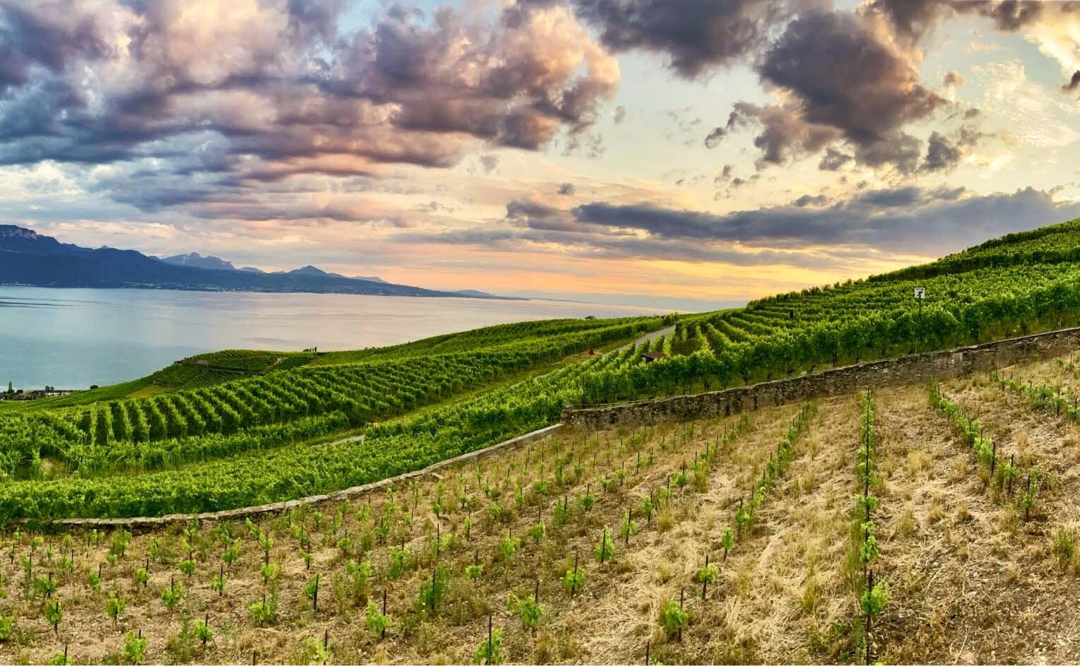 Vignes de Lavaux